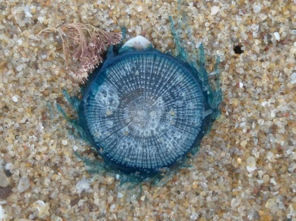 Specii rare și neobișnuite de meduze