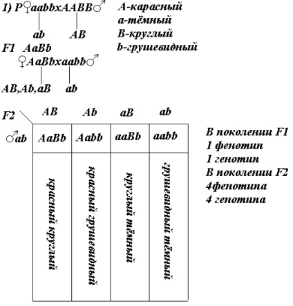 Rezumat raport privind munca labial pe biologie pentru 1 semestru - bancă de rezumate, eseuri,