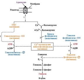 Reglarea sintezei și degradării glicogenului în ficat de glucagon și adrenalină