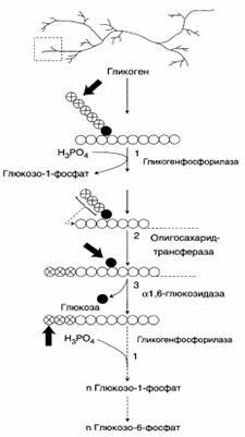 Reglarea sintezei și degradării glicogenului în ficat de glucagon și adrenalină