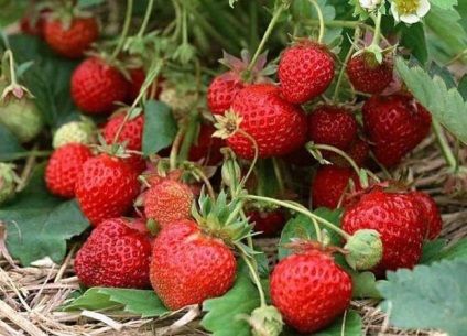 Recente recenzii de ghirlandă de căpșuni, fotografii, recomandări pentru îngrijire și recoltare, descrierea soiului
