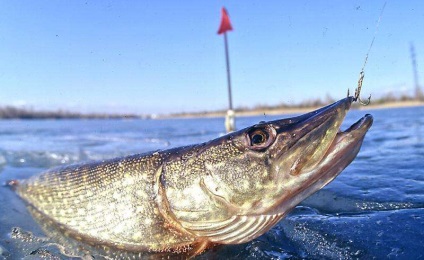 Pescuitul din Yarevsk a plătit o fermă de pește în districtul Yegoryevsky din regiunea Moscovei