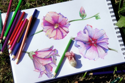 Desen flori de seu, creioane colorate