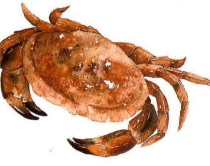 Desen crab, vopsele acuarele