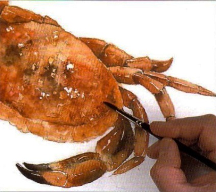 Desen crab, vopsele acuarele