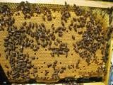 Ruth sau dadan, ce să alegeți în regiune, un forum comun al apiculturii, apicultura