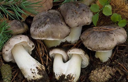 Blewits vagy szürke csíkok (podzelenka) leírás, fotó