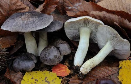 Blewits vagy szürke csíkok (podzelenka) leírás, fotó