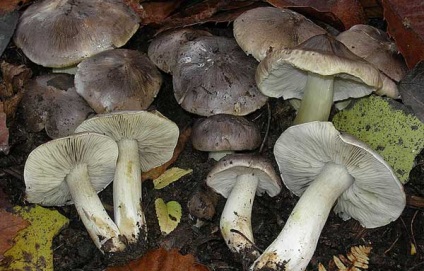 Blewits vagy szürke csíkok (podzelenka) leírás, fotó