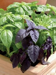 Kerti fűszernövények fotók, milyen a növény gyógynövények, fűszernövények fotók nevekkel, illatos gyógynövények