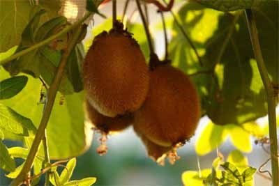 Salatele cu kiwi au crescut deja destul de mult