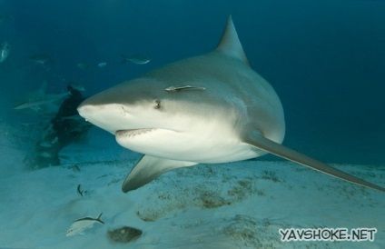 Cel mai periculos rechin din lume