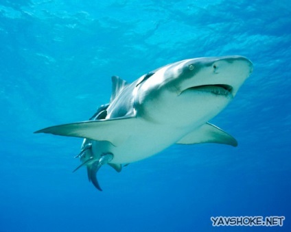 A legveszélyesebb cápa a világon