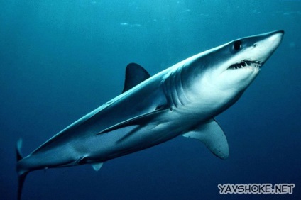 Cel mai periculos rechin din lume