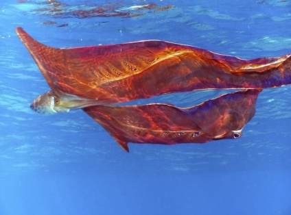 Animalele marine cele mai groaznice și urâte