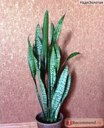 Sansevieria (coada știucă) - 