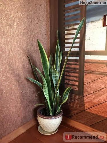 Sansevieria (coada știucă) - 