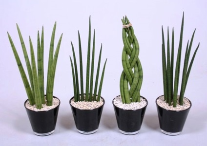 Sansevieria îngrijire la domiciliu