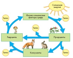 Site-ul profesorilor de biologie mbu Lyceum № 2 din orașul Voronej