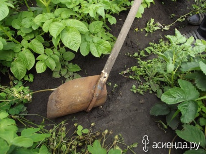 Megkönnyítik a kupacolás ágyak burgonyával - Ridger kezeddel, vagy inkább egy csoportja férje kezét