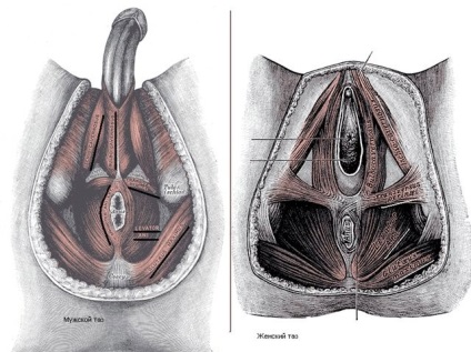 Pentru a face vaginoplastia