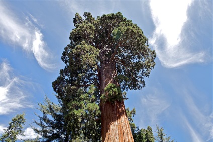 Sequoia este cel mai mare copac de pe pământ