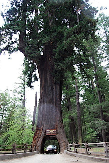 Sequoia este cel mai mare copac de pe pământ