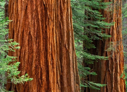 Sequoia este cel mai mare copac de pe pământ