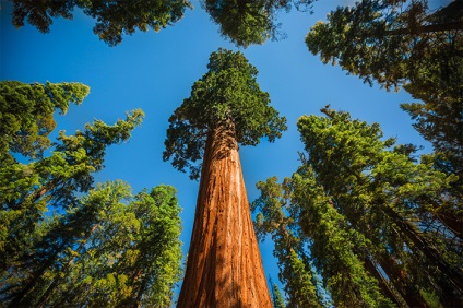 Sequoia este cel mai mare copac de pe pământ