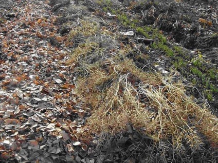 Arcul de familie pentru plantarea iernii, poate fi plantat cand este plantat