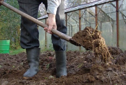 Arcul de familie pentru plantarea iernii, poate fi plantat cand este plantat