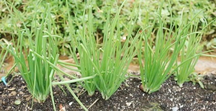 Arcul de familie pentru plantarea iernii, poate fi plantat cand este plantat