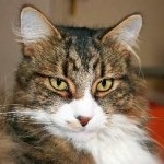 Scottish fold macska fotó, etetés és gondozás, fajta leírás, a jellegét, jellemzőit,