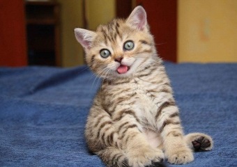 Scottish fold macska fotó, etetés és gondozás, fajta leírás, a jellegét, jellemzőit,