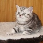 Scottish Fold Fotografie, hrănire și îngrijire, rasă Descriere, Natura, Caracteristici,