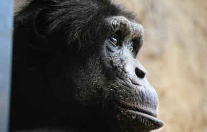 Antraxul poate ucide cimpanzeii în Piața Ivoire - responsabilitatea socială