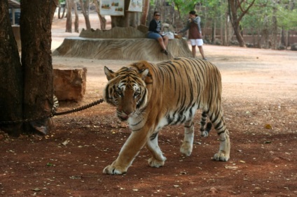 Rejtett élet Tiger Temple