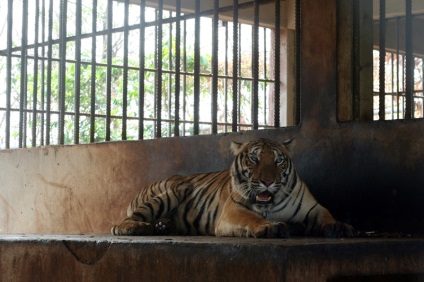 Viața ascunsă a unei mănăstiri de tigru