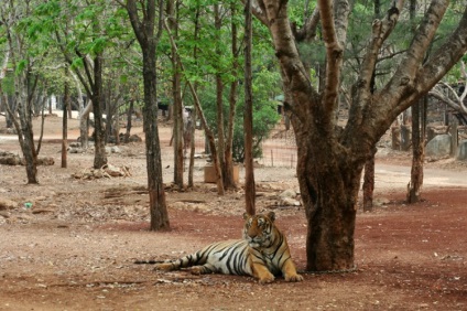 Rejtett élet Tiger Temple