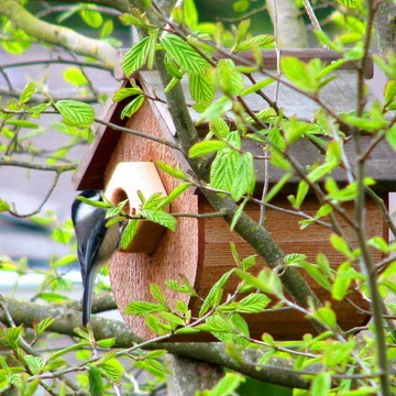 Birdhouses, cowsheds, alimentatoare