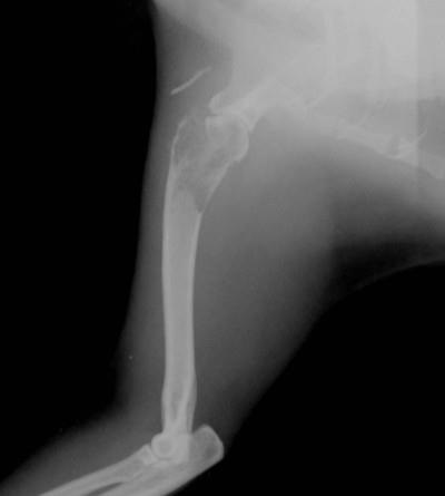 Cazul unui osteosarcom vertebral la o pisică thailandeză