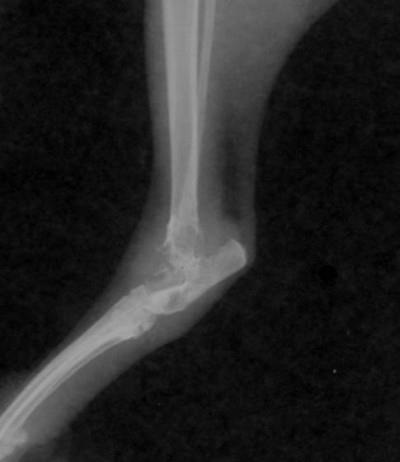 Cazul unui osteosarcom vertebral la o pisică thailandeză