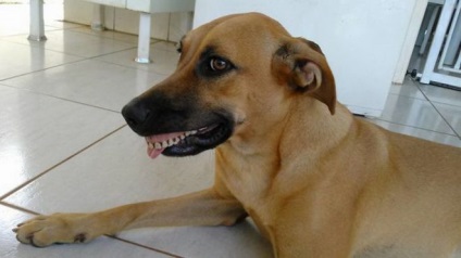 Câinele a săpat dinții falși și nu a vrut să-i scoată!