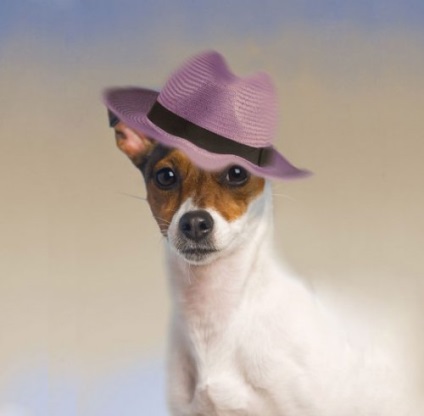 Câini în pălării (12 fotografii) - site-ul iubitorilor de animale
