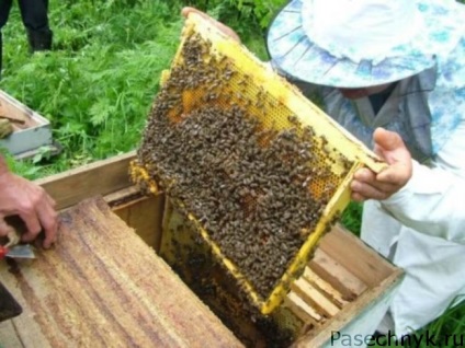 Conținutul albinelor în stupi