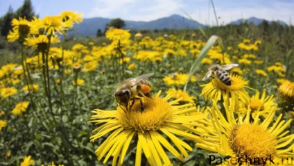 Conținutul albinelor în stupi