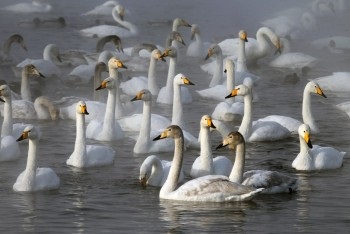 Salt Lake Burlin pe Altai - cum să ajungeți acolo