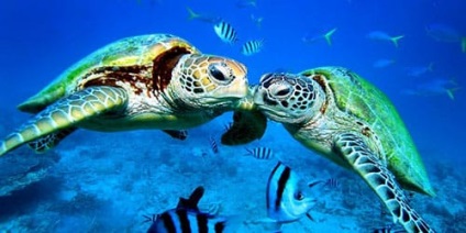 Dream Turtle interpretative în apă Ceea ce o broasca țestoasă visează în apă într-un vis