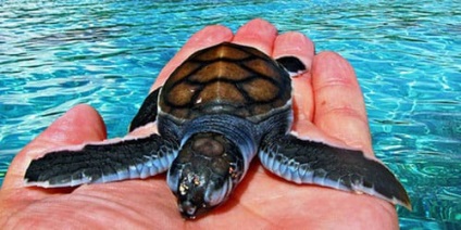 Dream Turtle interpretative în apă Ceea ce o broasca țestoasă visează în apă într-un vis