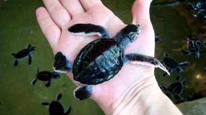 Álomértelmezés teknős a víz egy álom, amit egy álom a teknősbéka vízben